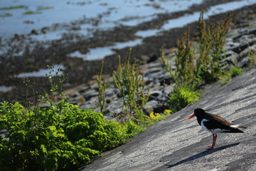 Close-Up of Oystercatcher
