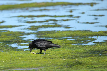 Raven eating on sea shore