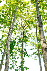 Tropical forest at Nan province Thailand  