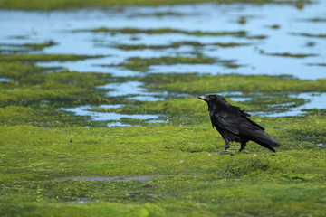 Raven on sea shore