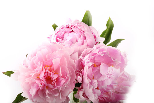 gently pink peony flower on a white background