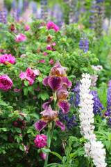 iris flower garden summer spring