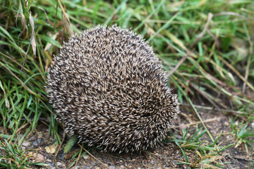 Hedgehog on back curled ball on a forest path