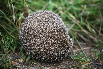 Hedgehog on back curled ball on a forest path