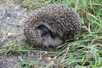 Hedgehog on back curled ball on a forest path