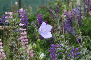 Naklejka premium Bluebell flower in the garden