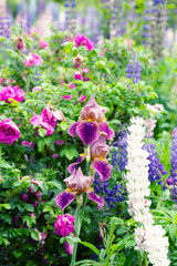 Obraz premium iris flower garden summer spring