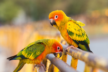 Colorful parrot standing.