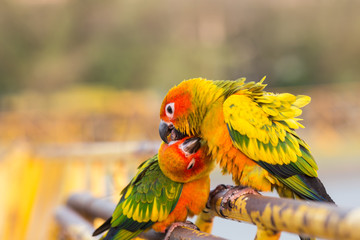 Colorful parrot standing.