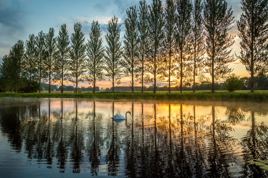 Summer Sunset With Swan On Lake