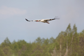 White stork flies in the sky