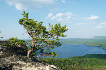 Tree at mountain top