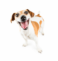 good-humoured dog debonair and cheerful looking 