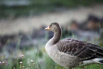 Duck sitting in grass