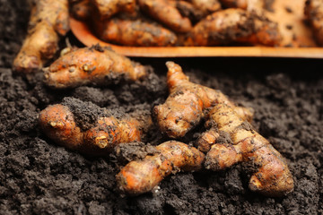 Newly harvested Turmeric