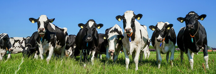 Large front d& 39 un troupeau de vaches devant les bâtiments de la ferme