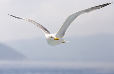 seagull in search of fish