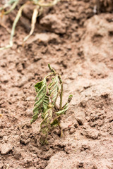 crisis of growth dried plant in the ground.Caused by global warm