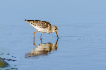 Common redshank (Tringa totanus) foraging