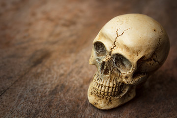 Human skull on old wood background.