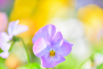 彩のあるパンジー