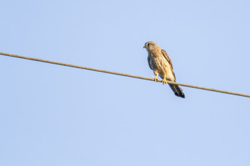 Turmfalke (Falco tinnunculus)