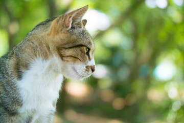 希望にあふれる猫