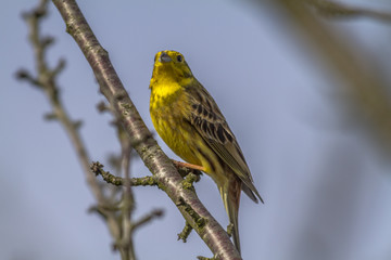 Goldammer (Emberiza citrinella)