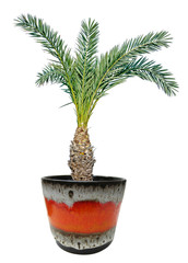 Palm in pot