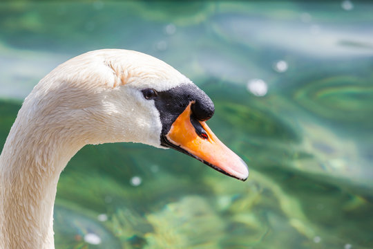 Close up view of the head of Swan