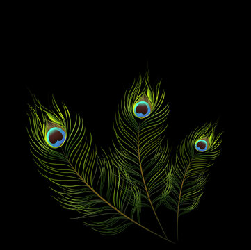 vector peacock design on black background.vector illustration