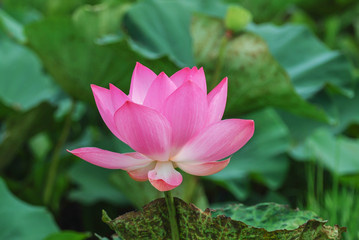 Fototapeta premium Pink lotus