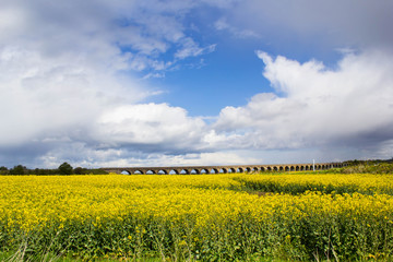 Beautiful landscape with vivid field of rape seed during Spring and beautiful sky