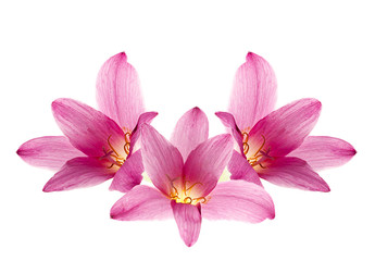 Fototapeta na wymiar pink-purple rain lily, zephyranthes, on white