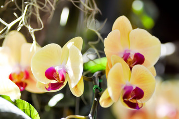 orchid flowers in the garden