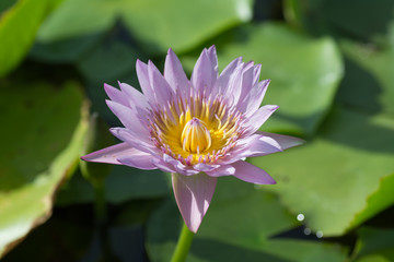 Beautiful pink  lotus blossom
