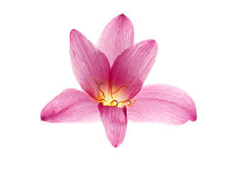 Fototapeta na wymiar pink-purple rain lily, zephyranthes, on white