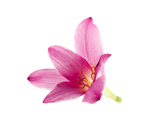 pink-purple rain lily, zephyranthes, on white