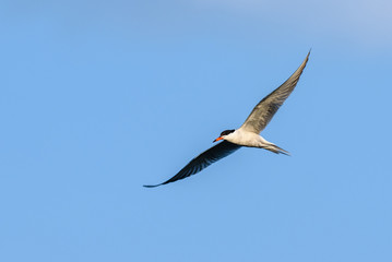 Fototapeta na wymiar Common Tern (Sterna hirundo) in flight 