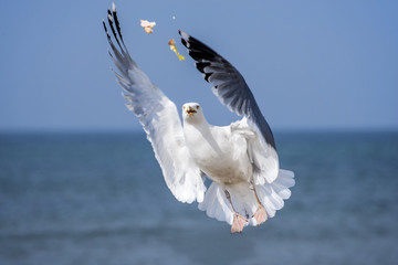 Obraz premium Silbermöwe, Larus argentatus Pontoppidan im Flug