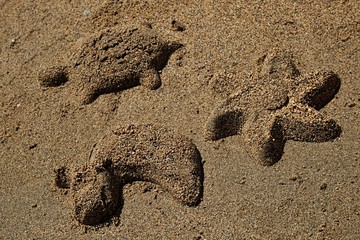 Shape of turtle, starfish and duck made of beach sand