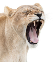 Fototapeta premium Angry lioness