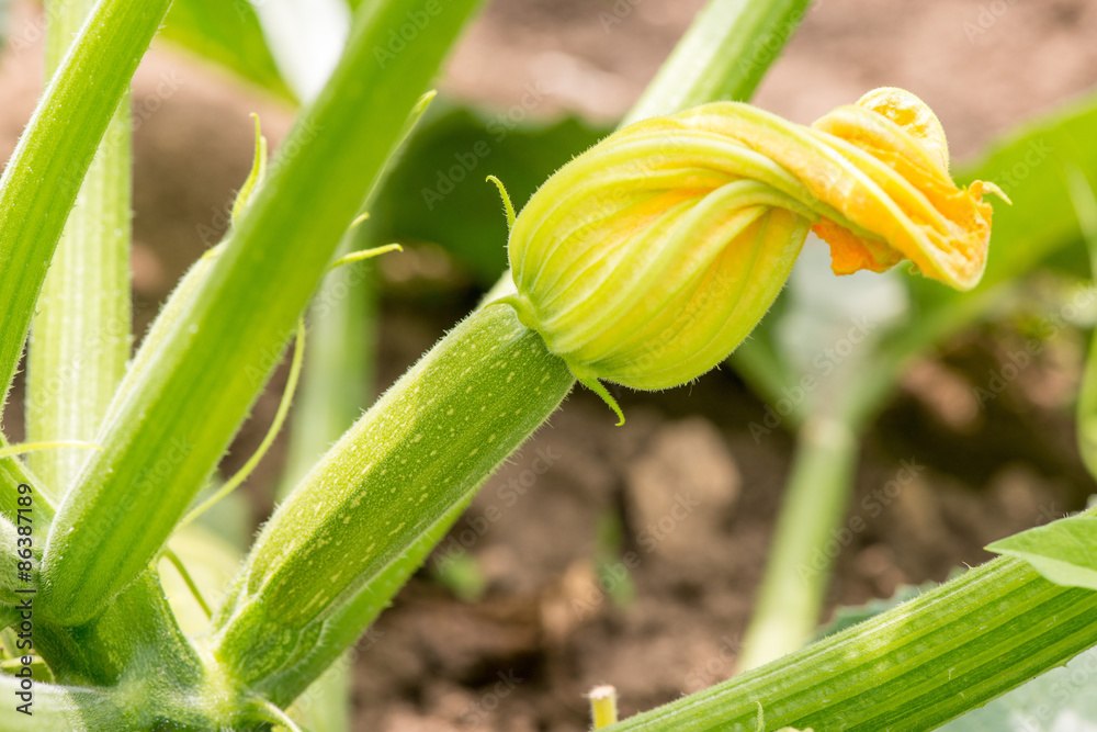 Wall mural close up of fresh zucchini with flowers