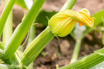 Close up of fresh zucchini with flowers