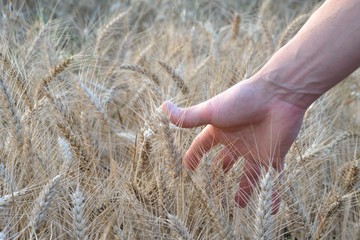Main humaine carressant les blés