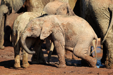 Fototapeta premium A cute baby African elephant (Loxodonta africana), Addo Elephant National Park, South Africa