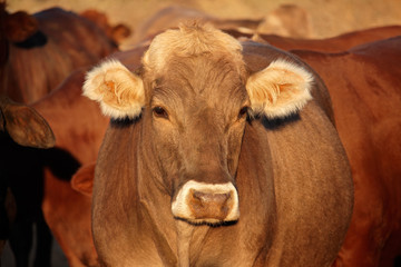 Portrait of a cow in late afternoon light