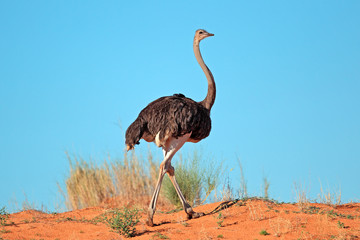 Female Ostrich (Struthio camelus) on red sand dune, Kalahari desert, South Africa