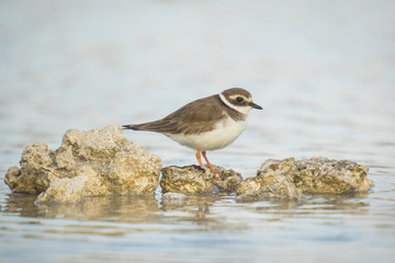 Ringed Plover
