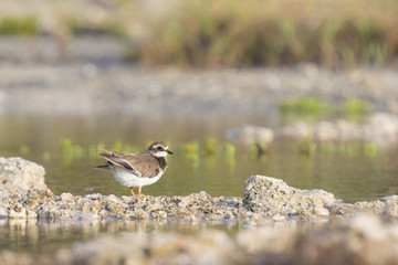 Ringed Plover